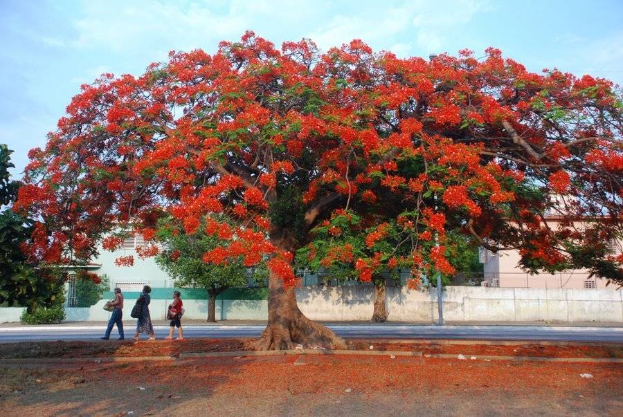 árboles y plantas de Mérida
