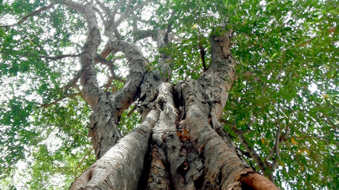 árboles en flor en Mérida