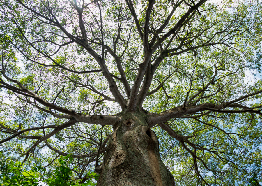 flora de Yucatán